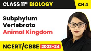 Subphylum Vertebrata  Animal Kingdom  Class 11 Biology Chapter 4  NCERTCBSE [upl. by Nongim]