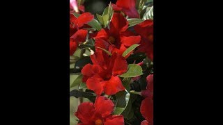 Gardening Tip  How to keep your Mandevilla plant happy all season long [upl. by Etterrag]