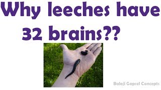 Why leeches have 32 brains  General Knowledge  Balaji Gopsel Concepts [upl. by Arlinda]