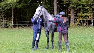 Siglavy Capra  Lipizzan Gelding 2017 [upl. by Ttelracs456]