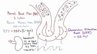 Glomerular Filtration Rate GFR and Filtration Fraction FF [upl. by Aminta]