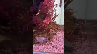 Amazing Aquascape amp Ecosystem Red Plants [upl. by Amarette]