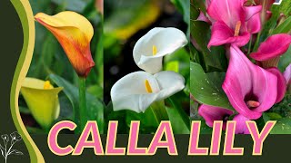 The Beginners Guide to CALLA LILY Zantedeschia aethiopica quotArum Lilyquot 💐💐💐 [upl. by Luigi32]