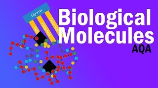 BIOLOGICAL MOLECULES  Detailed AQA Alevel Revision [upl. by Cathi846]