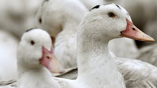 Grippe aviaire  la vaccination obligatoire a débuté dans une exploitation dans le Gers [upl. by Alyworth]