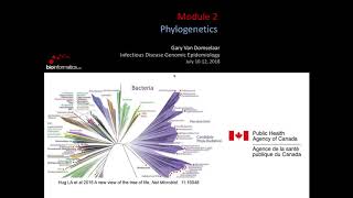 Phylogenetics [upl. by Nallaf]