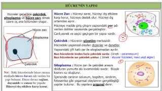 HÜCRE  HÜCRENİN TEMEL KISIMLARI [upl. by Nonnahsed]