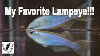 My Favorite Lampeye  Procatopus [upl. by Boice]