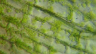 Chloroplast MovementCytoplasmic Streaming  Mr Pauller [upl. by Eibrab]