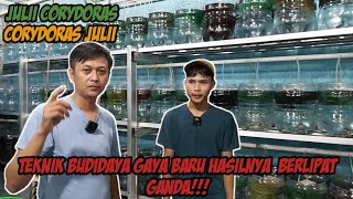 Budidaya Corydoras Julii Sistem Galon  How To Breed Julii Corydoras [upl. by Idaline119]