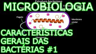 Aula Microbiologia Médica 4  Características Gerais das Bactérias 1 [upl. by Scutt697]