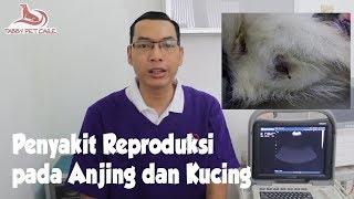 Penyakit Reproduksi pada Kucing dan Anjing  Keluar Nanah pada Organ Reproduksi Kucing [upl. by Balthasar]