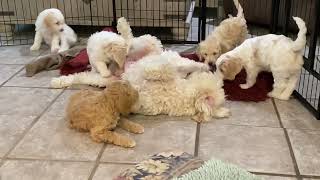 Mud Pies Australian Cobberdogs with Great Mates Maddie Mud Pie and her puppies [upl. by Edasalof]