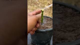 How to Grafted Mango tree yields tomatoes garden gardening planting garden [upl. by Honig948]