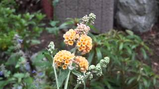 BUDDLEJA SUNGOLD  Schmetterlings Flieder Gelb MAH08832 [upl. by Auqenaj638]