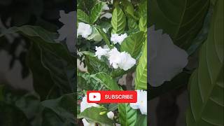 Gandhraj Flowers The Fertilizing Tips You NEED to Know [upl. by Ened]