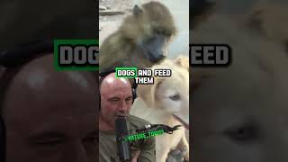 Unlikely Animal Friendships Baboons amp Dogs Revealed  Forrest Galante amp Joe Rogan shorts jre [upl. by Gardia]