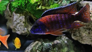 Aulonocara Germanred Red Rubin HD African cichlids [upl. by Lucania237]