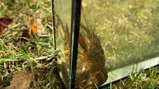 Amerikaanse rivierkreeft veroorzaakt ook overlast in Schiedam ‘Tasten de biodiversiteit aan’ [upl. by Imogene]