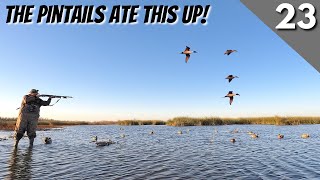 There Were Pintails Everywhere  Texas Public Land Duck Hunting [upl. by Apur]