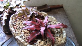 Cryptanthus cuidados más trasplante [upl. by Adel]