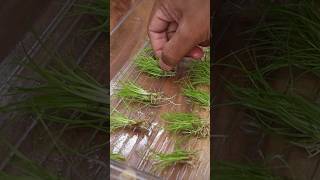 Prepping aquatic plants for planting [upl. by Maurer773]