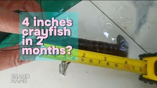 Crayfish 4 inches in 2 months ningzleafygreens9070 [upl. by Elon410]