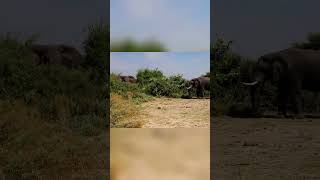 Brutal Elephant Fight Surprises Everyone [upl. by Nnylear]