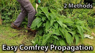 2 Methods of Comfrey Propagation [upl. by Leverett]