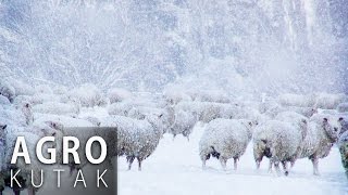 Agro kutak  Briga o životinjama zimi  24012017 [upl. by Ratna]