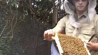 Milkwood inside a warré beehive with Tim Malfroy [upl. by Muhan]