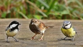 Sons doiseaux de la forêt [upl. by Whitman]