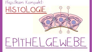 Histologie1 EPITHELGEWEBE [upl. by Dora484]