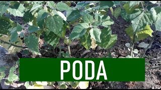 PODA NATURAL NA PHYSALIS PRODUZ MAIS [upl. by Flyn]