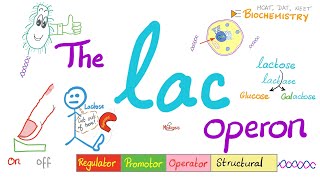 Lac Operon amp Trp operon  Regulator Promotor Operator  A Comprehensive Explanation from A to Z [upl. by Luhem]