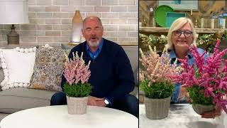 Barbara King 18quot Faux Potted Astilbe Plant on QVC [upl. by Notyep]