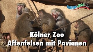 Kölner Zoo  Pavianfelsen oder Affenfelsen  RheinEifelTV [upl. by Seadon]