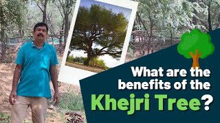 What are the benefits of the Khejri tree Prosopis cineraria [upl. by Ilajna]