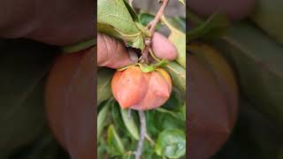 Deformed Persimmon Whats going on [upl. by Eolc]