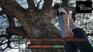 What is Tree Cabling and When is It Necessary [upl. by Eerrehs]