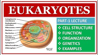 EUKARYOTES  PART1  EUKARYOTIC CELL STRUCTURE  FUNCTION  ORGANIZATION  ORGANELLES [upl. by Dahs]