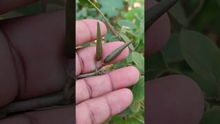 मेषश्रृंगी  Gymnema sylvestre  गुड़मार [upl. by Sajovich]