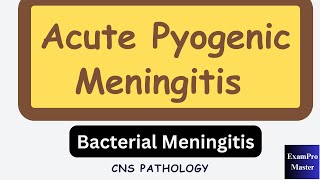 Bacterial Meningitis  Acute Pyogenic Meningitis  CNS Pathology [upl. by Annaul]