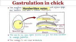 Gastrulation in chick  Handwritten notes [upl. by Daisy]