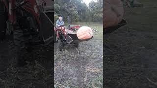 Harvesting a 200lb Pumpkin [upl. by Atilamrac763]