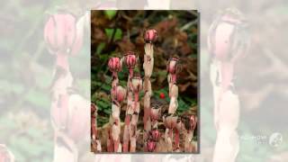 Monotropa uniflora  fungi kingdom [upl. by Vargas492]