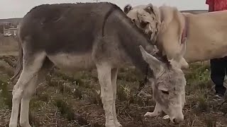 Enormous Anatolian Shepherd😶 [upl. by Acceber]