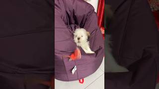 Funny dogs dog shorts viralvideo [upl. by Delanos]