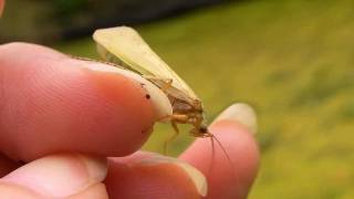 Caddisfly ComingOut Day Trichoptera [upl. by Culbertson681]