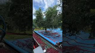 Planting fruit tree seedlings EP70 satisfying short [upl. by Erny]